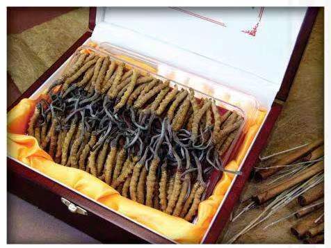 尼玛冬虫夏草回收